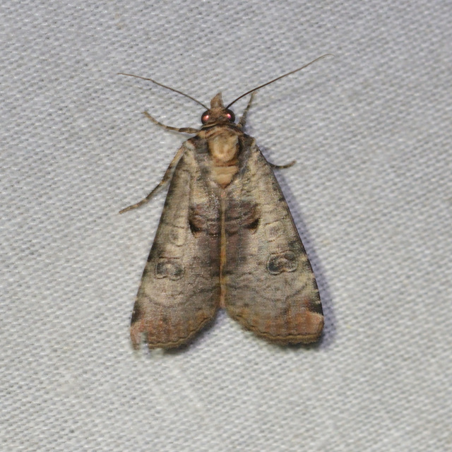 Epilecta linogrisea - karcsú sárgafűbagoly