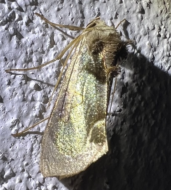 Diachrysia zosimi - nemes aranybagoly
