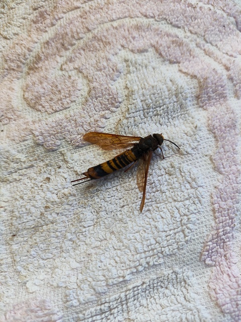 Tremex fuscicornis - sárgagyűrűs fadarázs