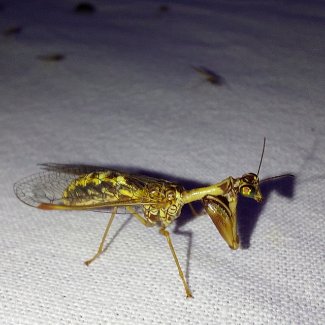 Mantispa styriaca - kétszínű fogólábú-fátyolka