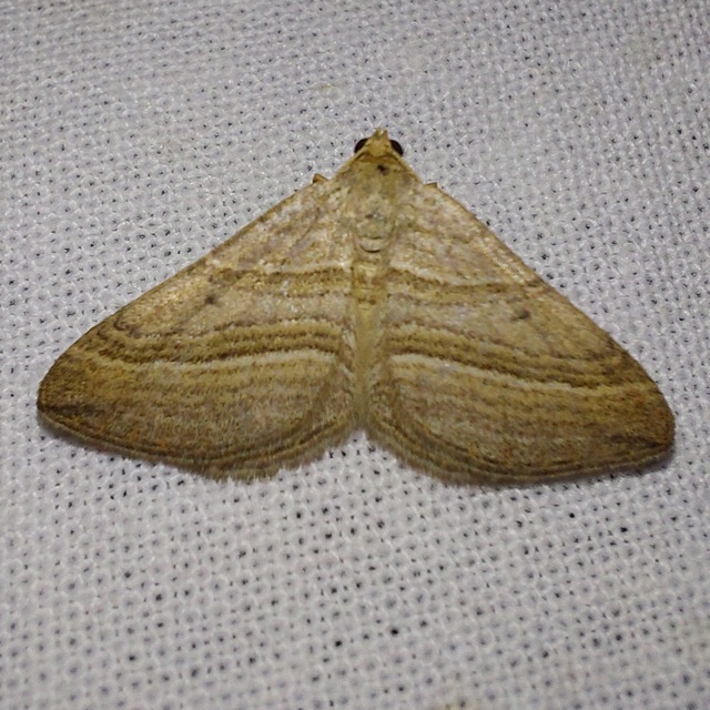 Phibalapteryx virgata - szürke galajaraszoló