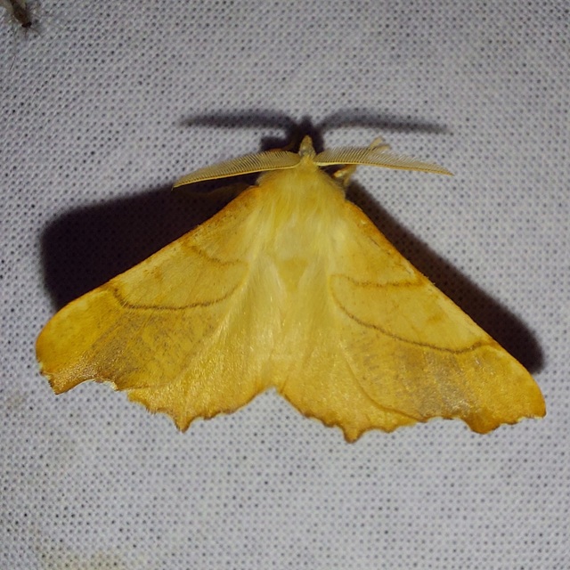 Ennomos fuscantaria - kőris-levélaraszoló
