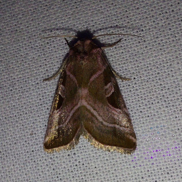 Eucarta virgo - mocsári ametisztbagoly