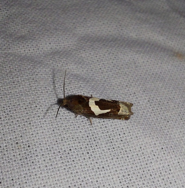 Epiblema foenella - kampósfoltú tükrösmoly
