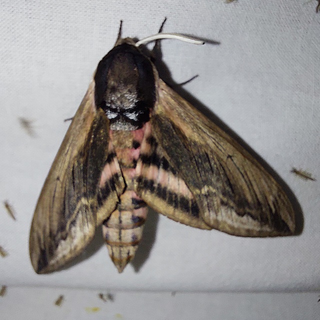 Sphinx ligustri - fagyalszender