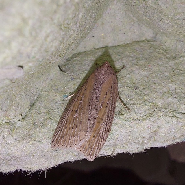 Chilodes maritima - négyfoltos nádibagoly