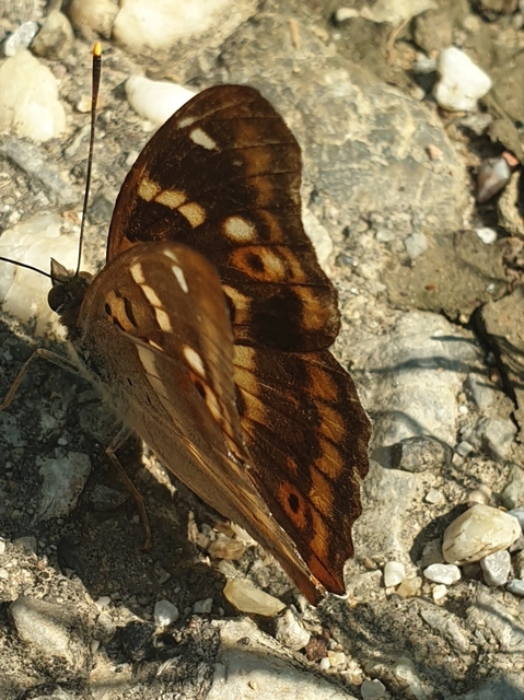 Apatura ilia - kis színjátszólepke