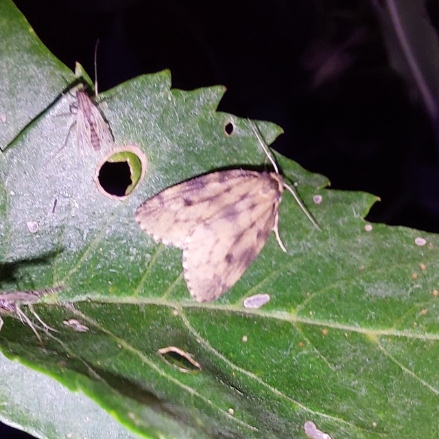 Thumata senex - mocsári medvelepke
