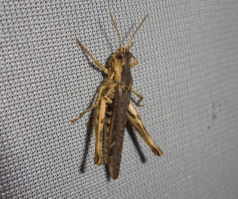 Chorthippus (Glyptobothrus) (subgenus)