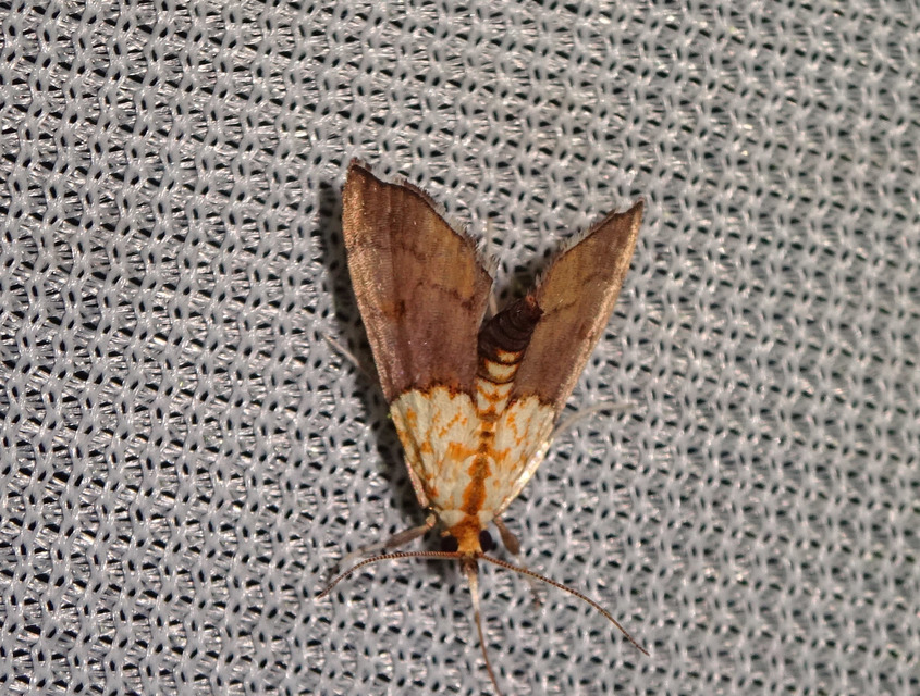 Agrotera nemoralis - ligeti tűzmoly