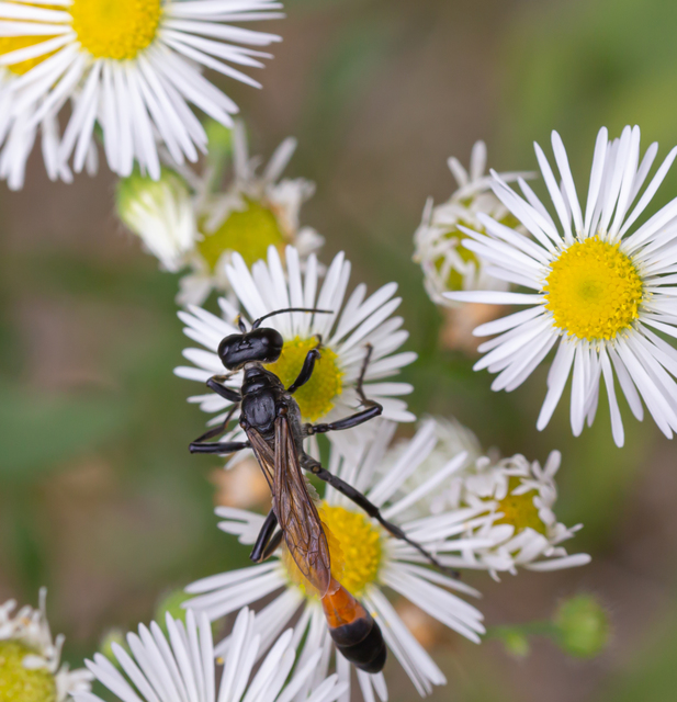 Ammophila