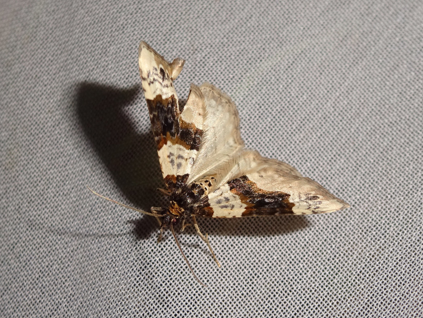 Cosmorhoe ocellata - szemes galajaraszoló