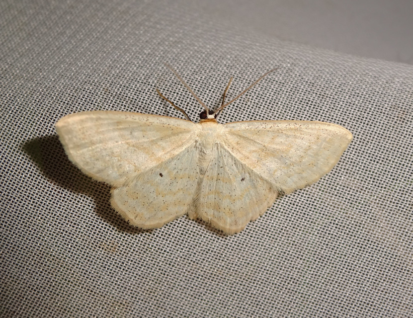 Scopula immutata - réti fehéraraszoló