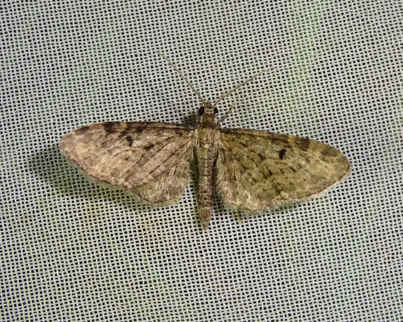 Eupithecia virgaureata - aranyvessző-törpearaszoló