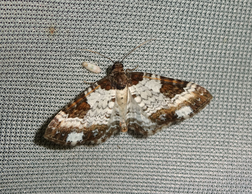 Melanthia procellata - hullámos tarkaaraszoló