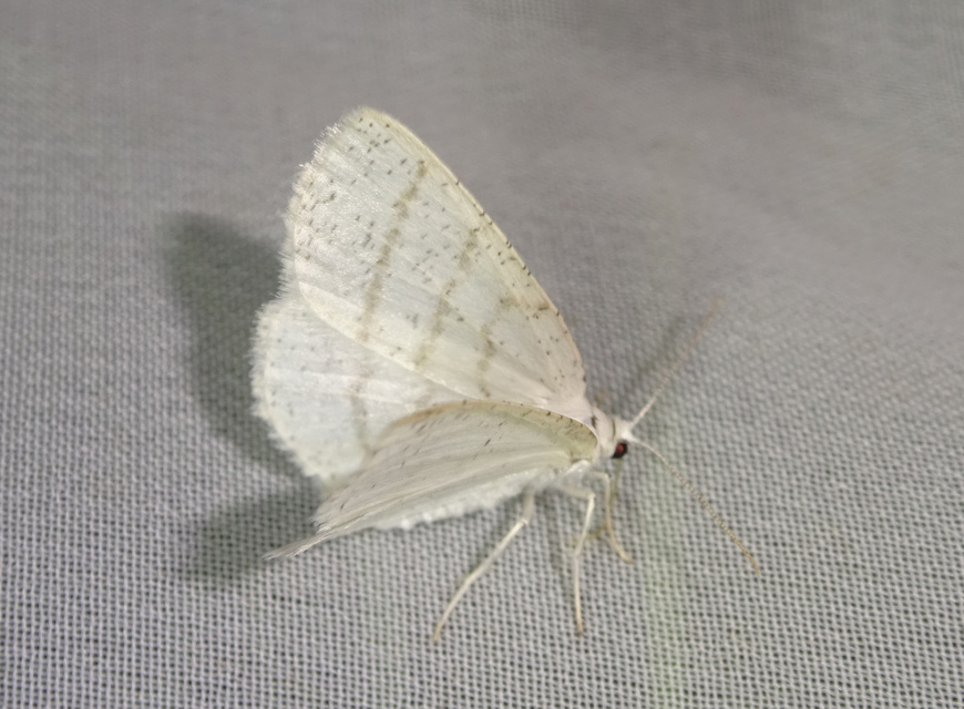Cabera pusaria - fehér égeraraszoló