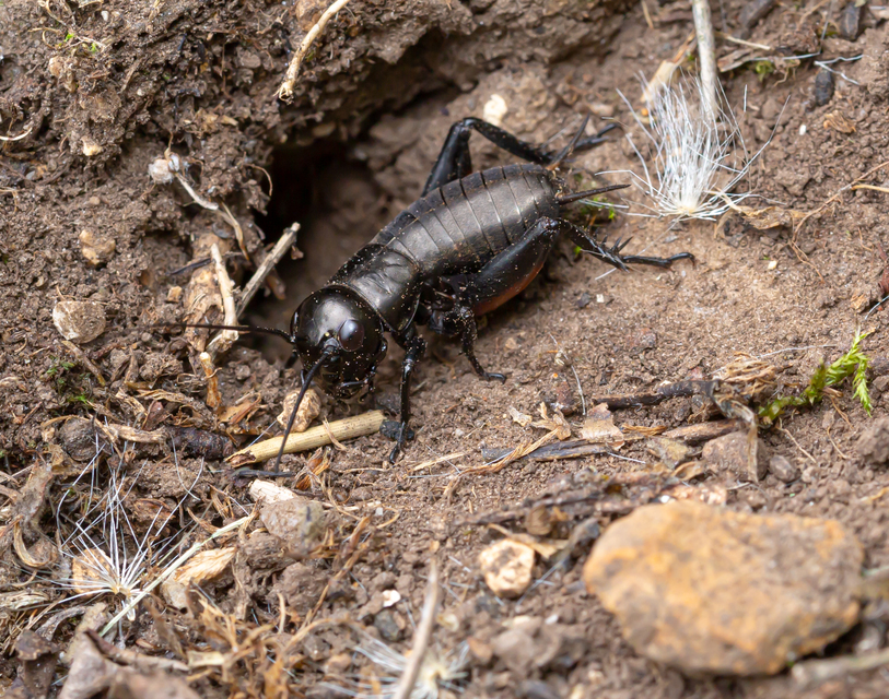 Gryllus campestris - mezei tücsök