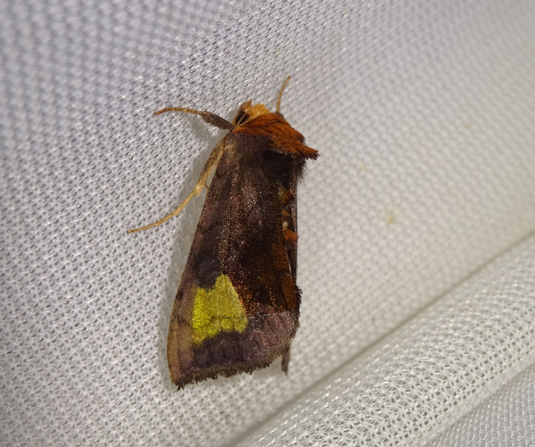 Diachrysia chryson - nagyfoltú aranybagoly
