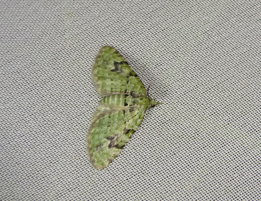 Chloroclystis v-ata - zöldes törpearaszoló