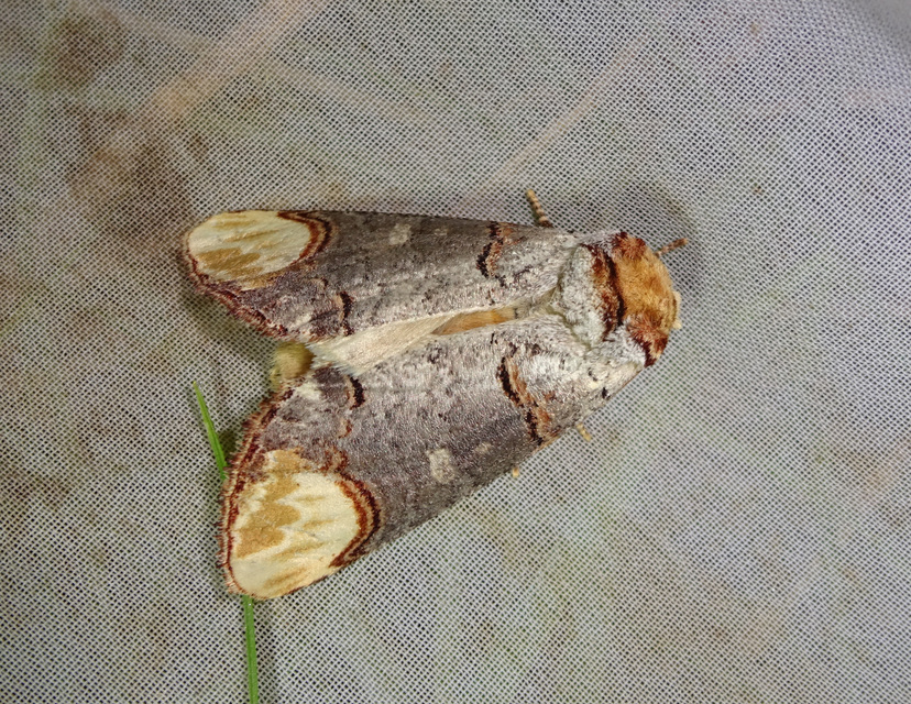 Phalera bucephala - sárgafoltos púposszövő