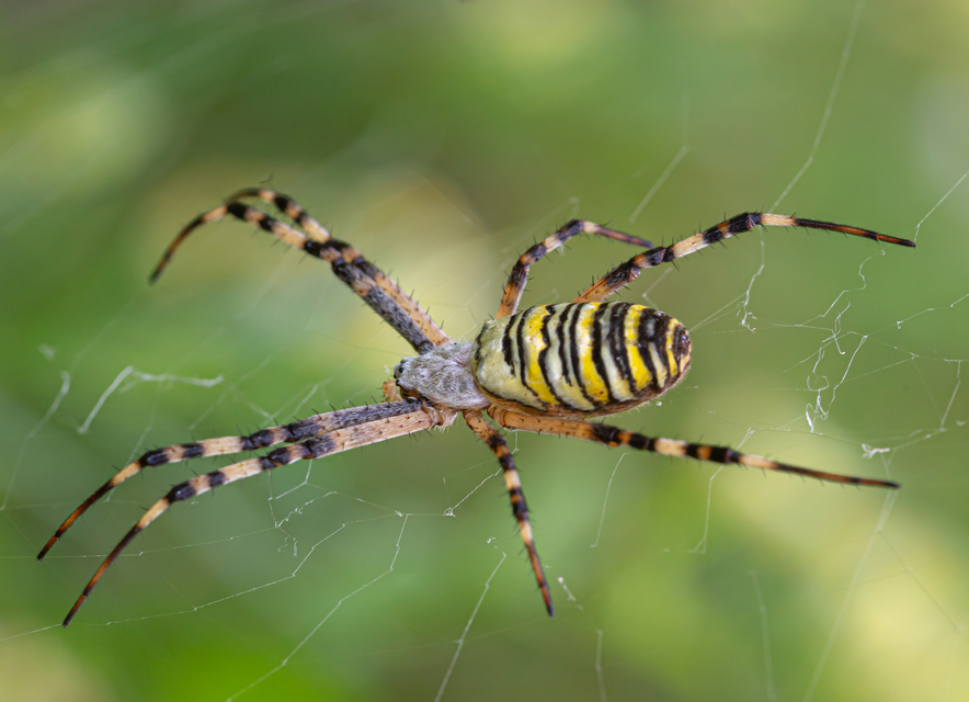 Argiope bruennichi - darázspók