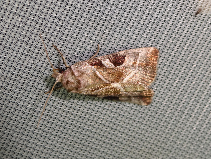 Eucarta virgo - mocsári ametisztbagoly