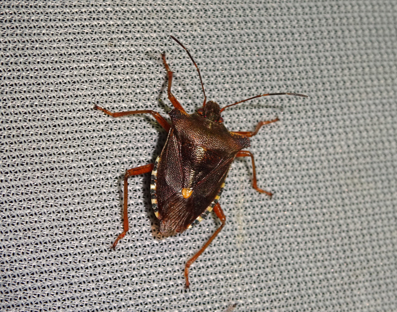 Pentatoma rufipes - vöröslábú címerespoloska Pentatoma rufipes - vöröslábú címerespoloska