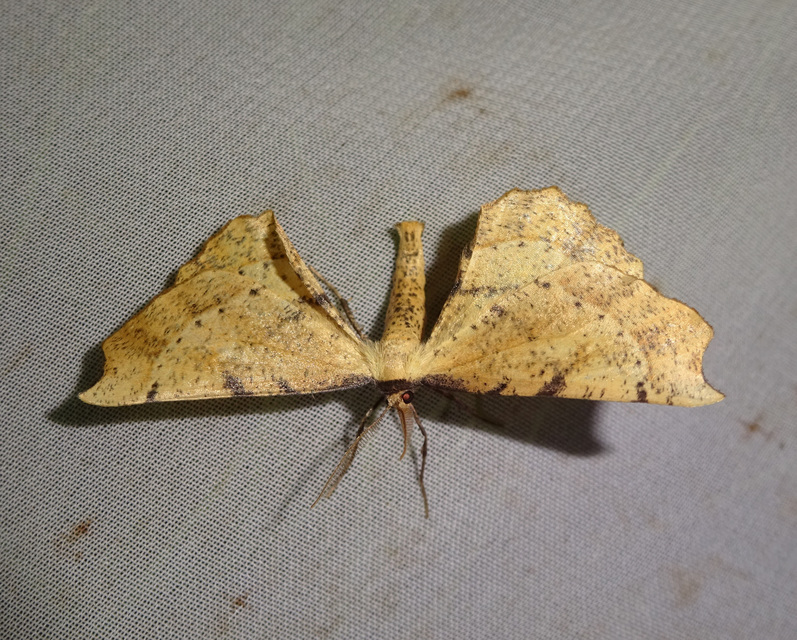 Artiora evonymaria - kecskerágó-araszoló