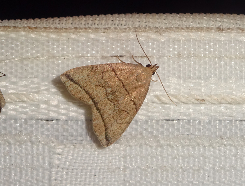 Herminia grisealis - ligeti karcsúbagoly
