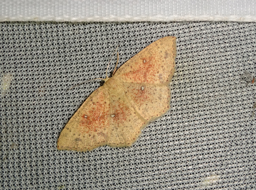 Cyclophora porata - körös pettyesaraszoló