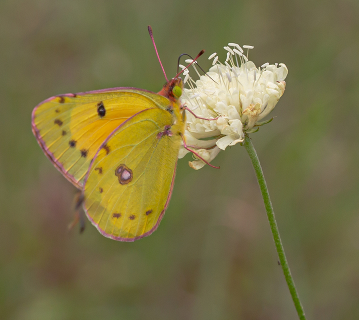 Colias chrysotheme - dolomit-kéneslepke