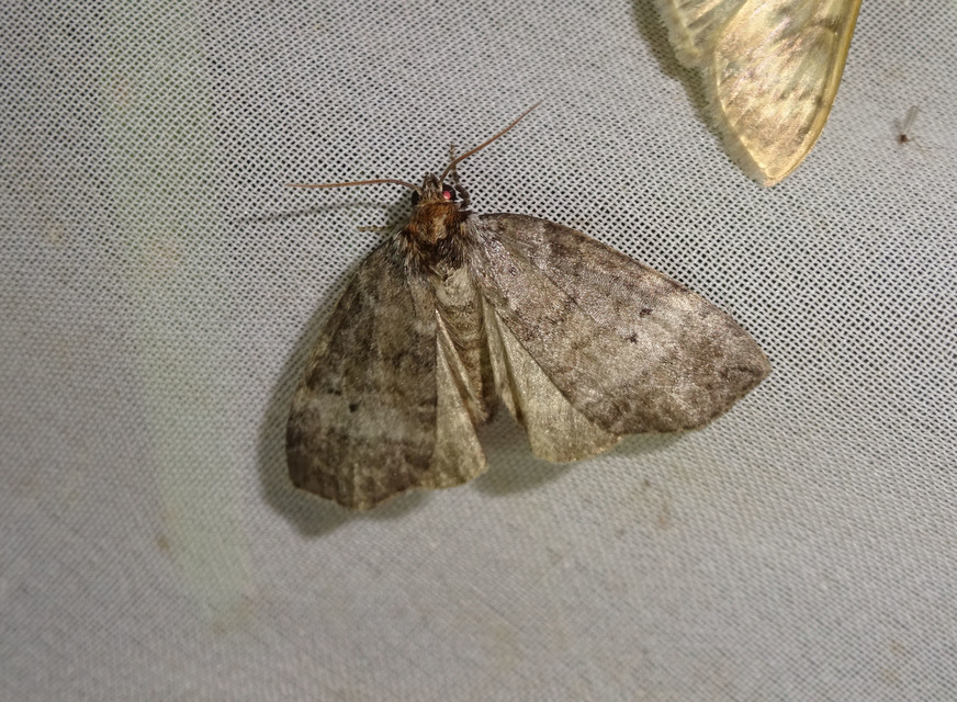 Ochropacha duplaris - égerlevél-pihésszövő