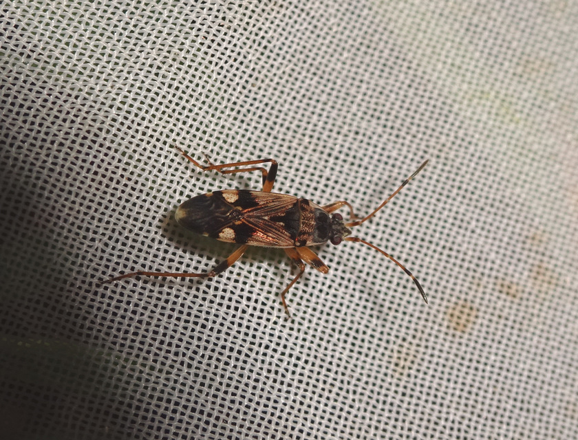 Beosus maritimus - homoki bodobács