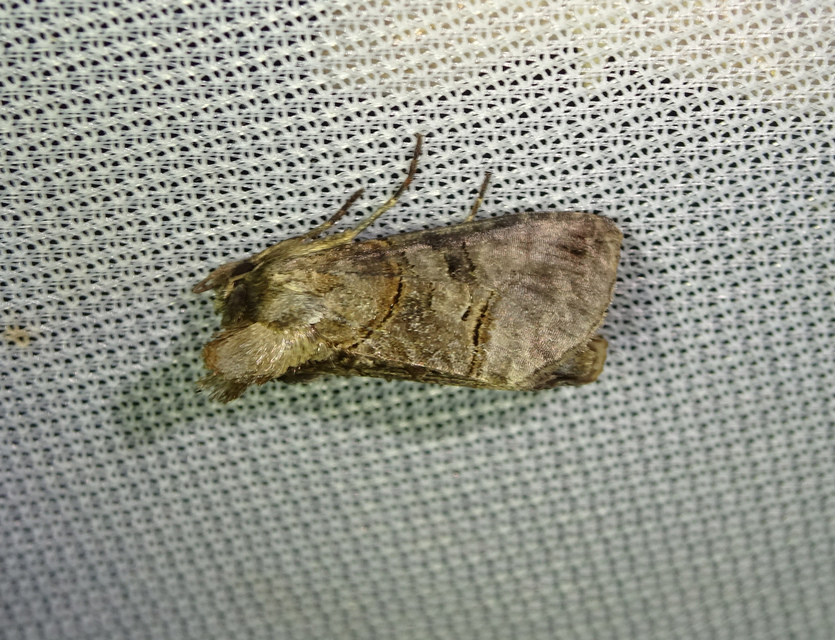 Abrostola tripartita - szürkeövű csalánbagoly