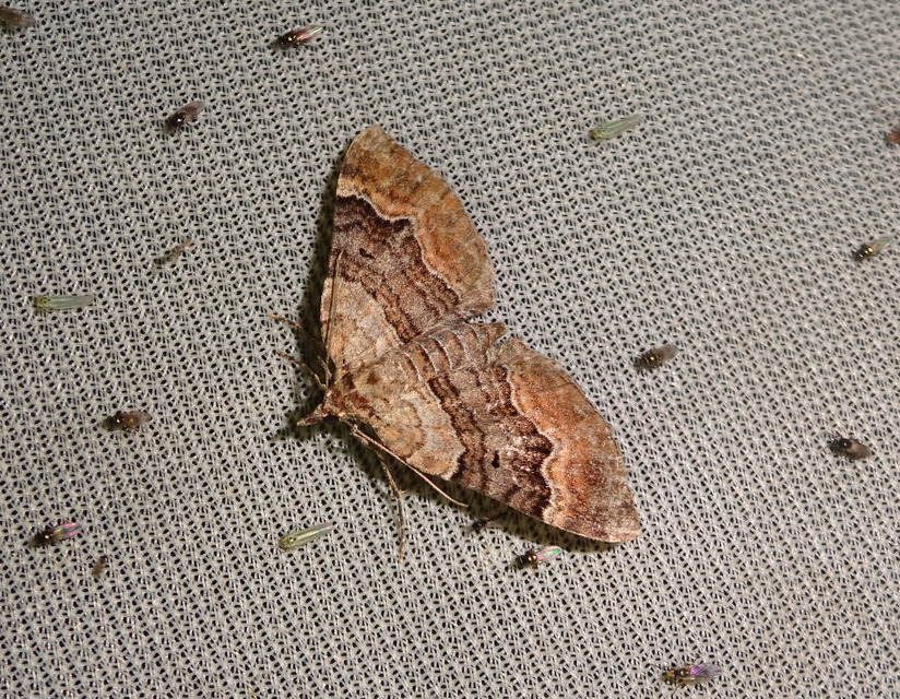 Xanthorhoe quadrifasiata - négysávos tarkaaraszoló