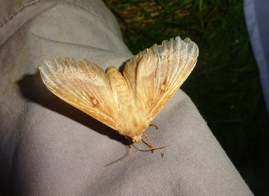 Lasiocampa quercus - tölgyfaszövő