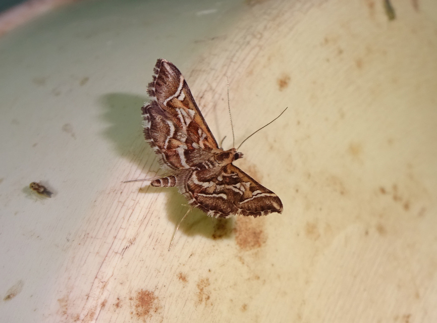 Diasemia reticularis - betűmintás tűzmoly
