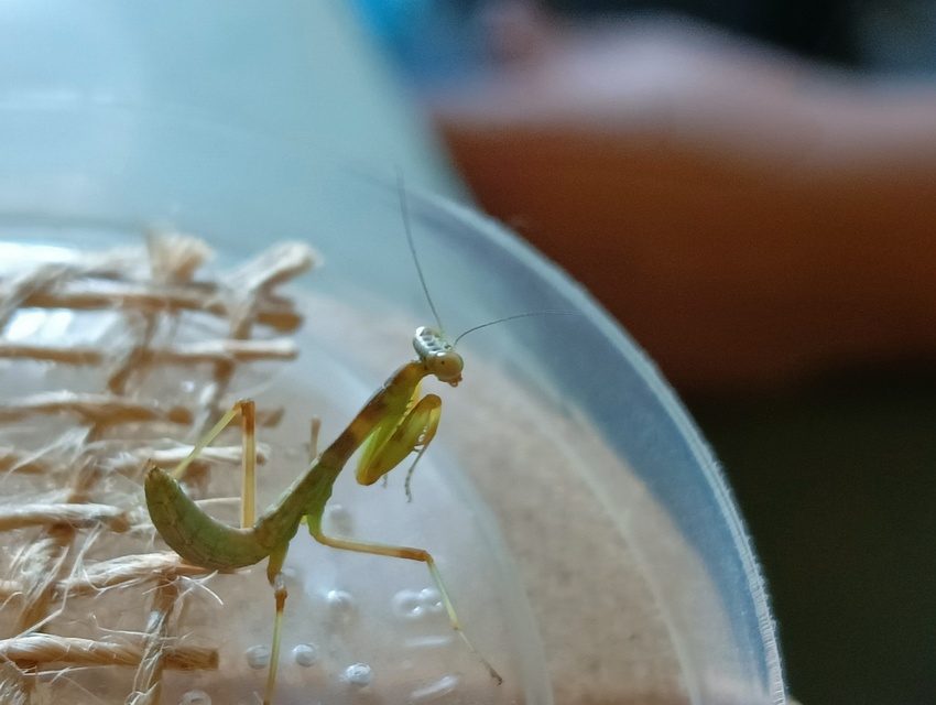 Hierodula tenuidentata - óriás ázsiai imádkozósáska
