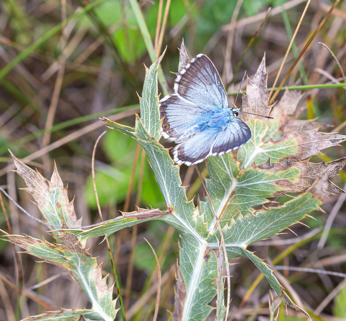 Polyommatus coridon - ezüstkék boglárka