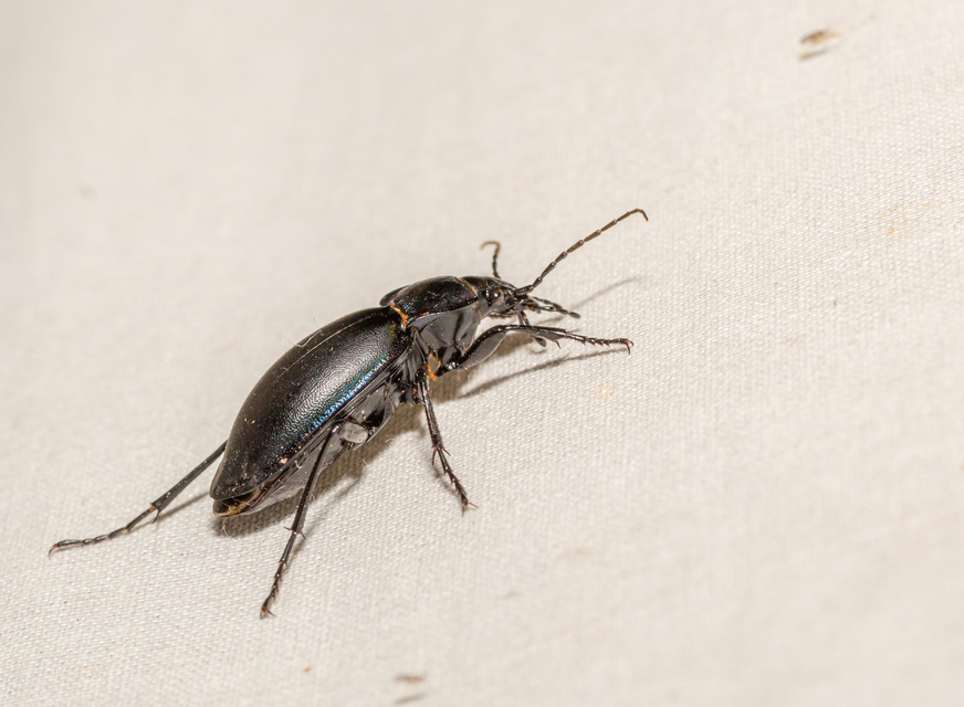 Carabus violaceus rakosiensis - rákosi kékfutrinka Carabus violaceus rakosiensis - rákosi kékfutrinka