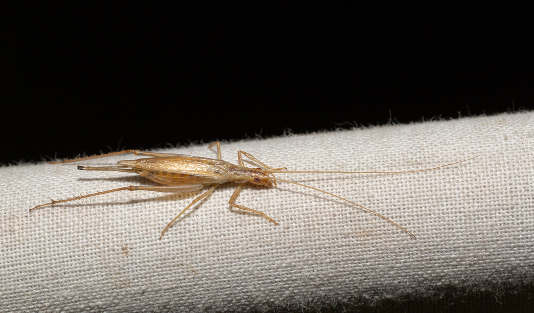 Oecanthus pellucens - pirregőtücsök