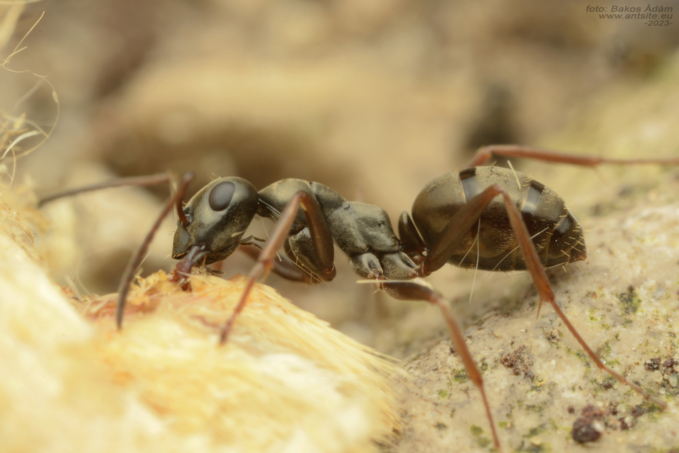 Formica fusca - kormos rabszolgahangya