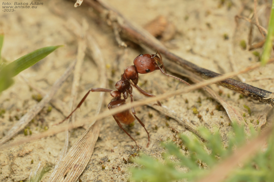Polyergus rufescens - amazonhangya