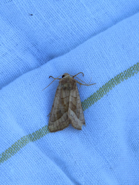 Hydraecia micacea - csillogó acsalapubagoly