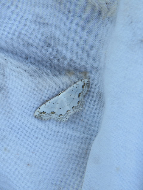 Scopula ornata - díszes fehéraraszoló