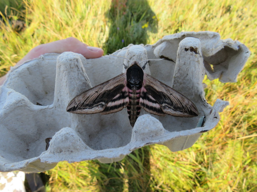 Sphinx ligustri - fagyalszender