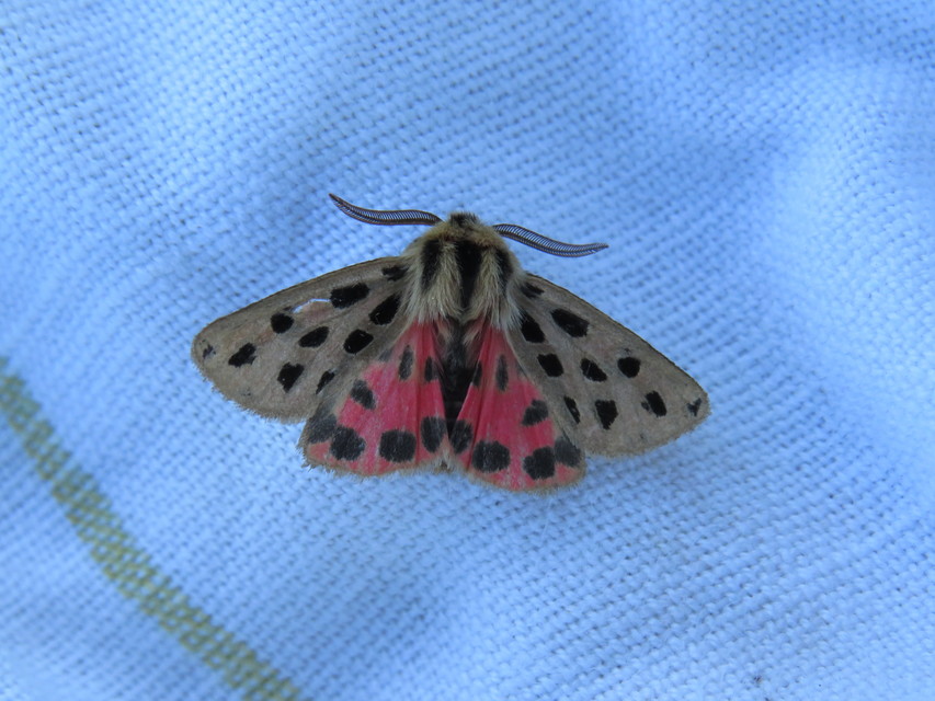 Chelis maculosa - foltos medvelepke