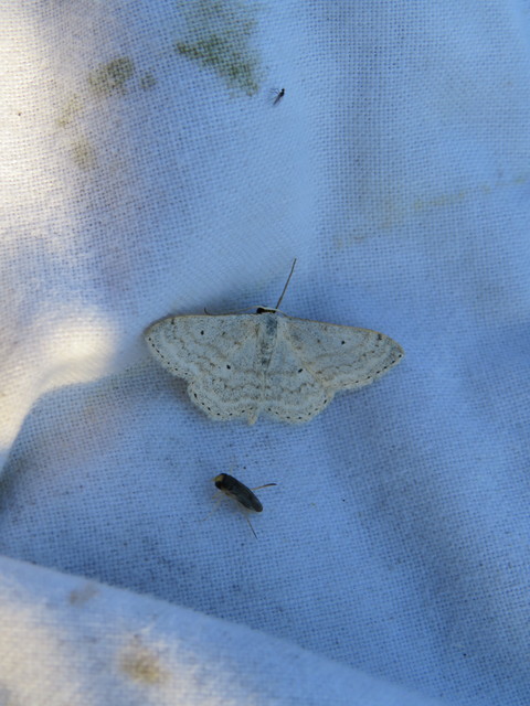 Scopula incanata - hamvas sávosaraszoló