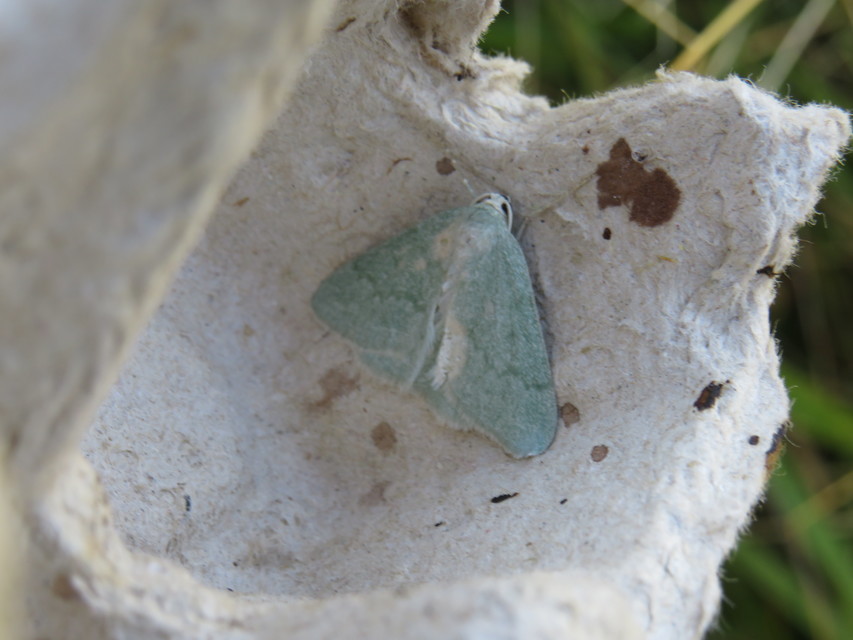 Pseudoterpna pruinata - hamvas zöldaraszoló