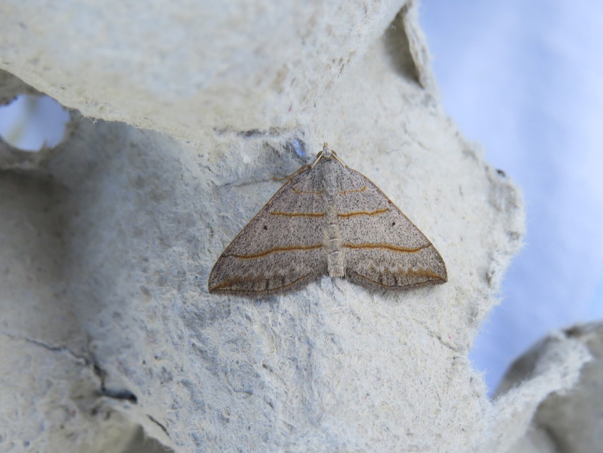 Scotopteryx mucronata/luridata/ignorata